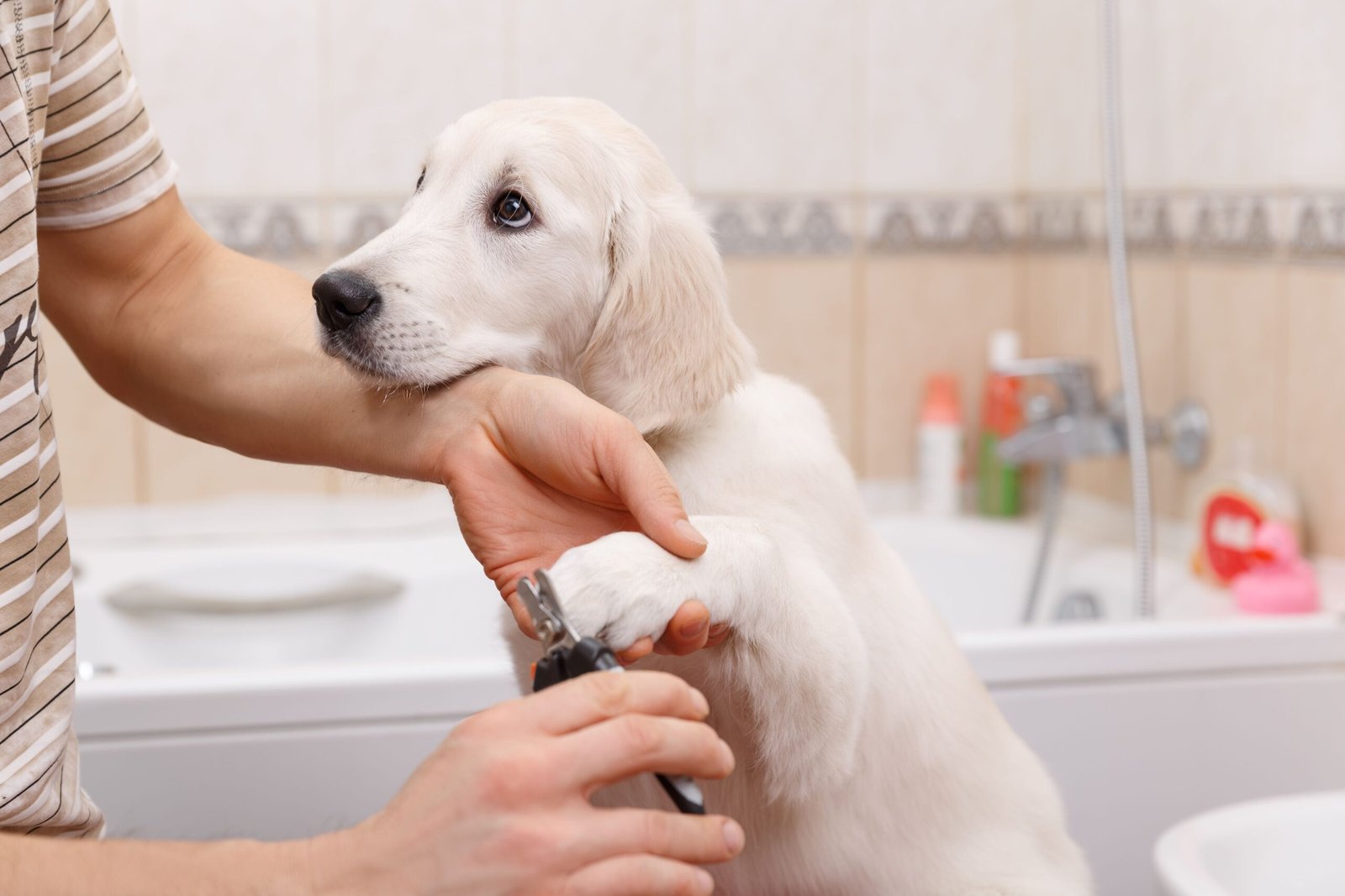 Read more about the article What Are The Benefits of Grooming Your Dog?