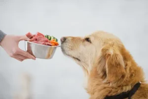 Read more about the article Senior Dogs: Pure Love with Raw Delights!
