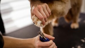 Read more about the article Trimming Your Dog’s Nails with Care