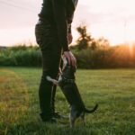 Dog Containment Systems and The Benefits