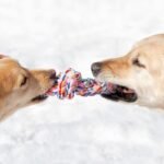 Resource Guarding in Dogs