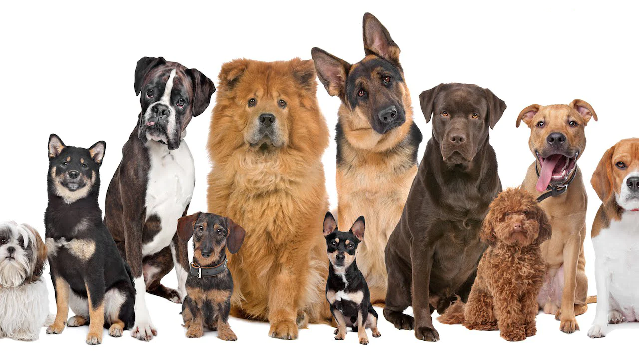 You are currently viewing Dog Breeds and Their Special Qualities 🐾💫