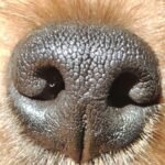 Dog Noses, Wet or Dry? Exploring Why and What It Means