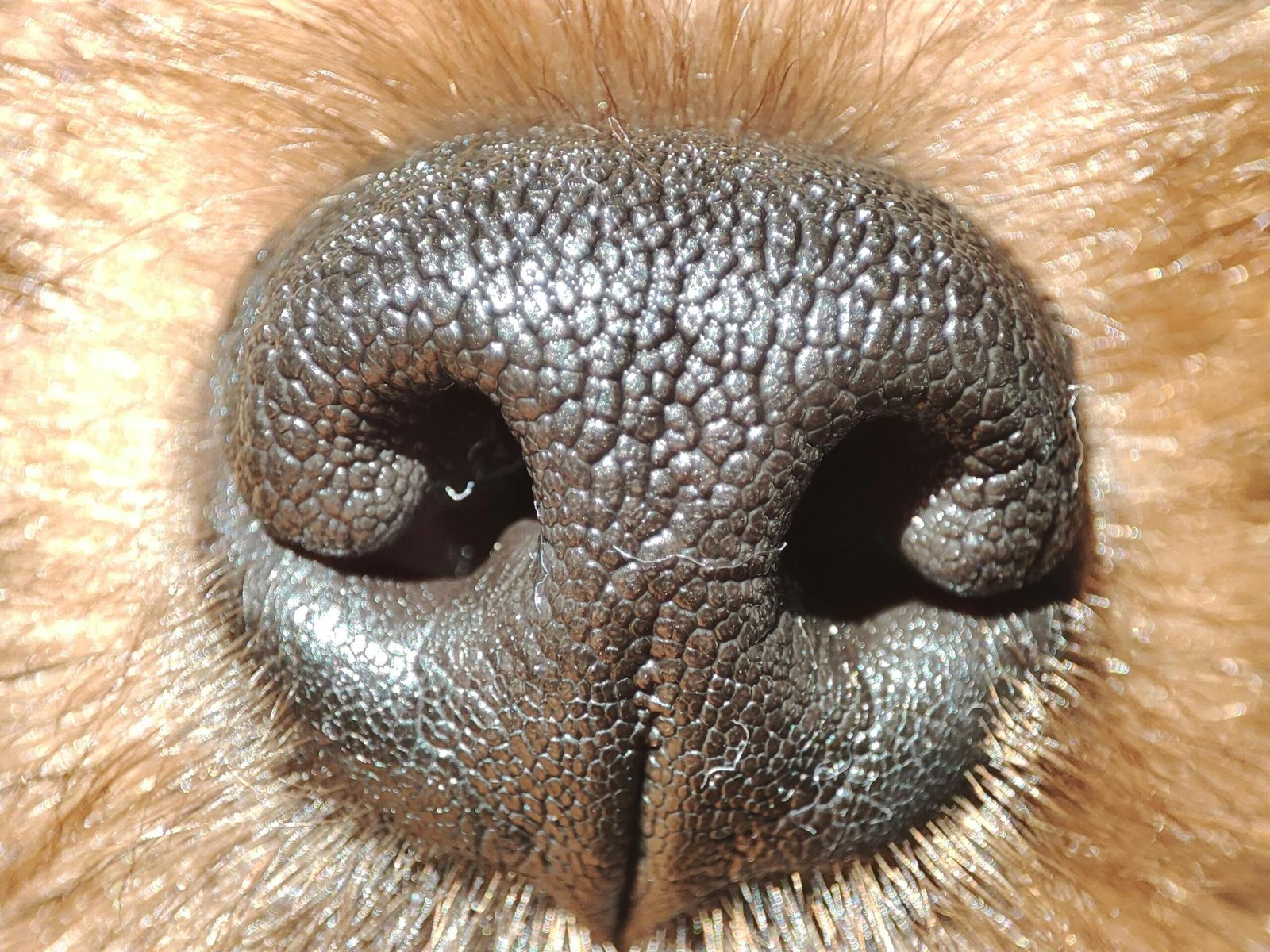 Understanding Dog Nose Moisture: Wet or Dry?